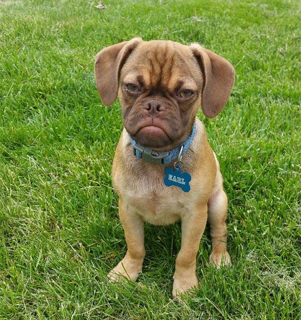 A grumpy-looking puppy sitting in the grass